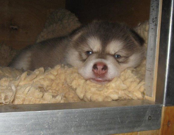 Y-Wurf 4 Wochen 006_1